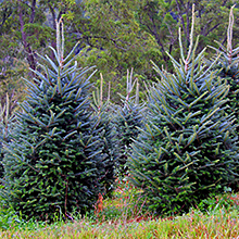 Wholesale Fraser Fir