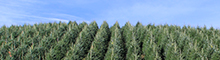 Wholesale Fraser Fir